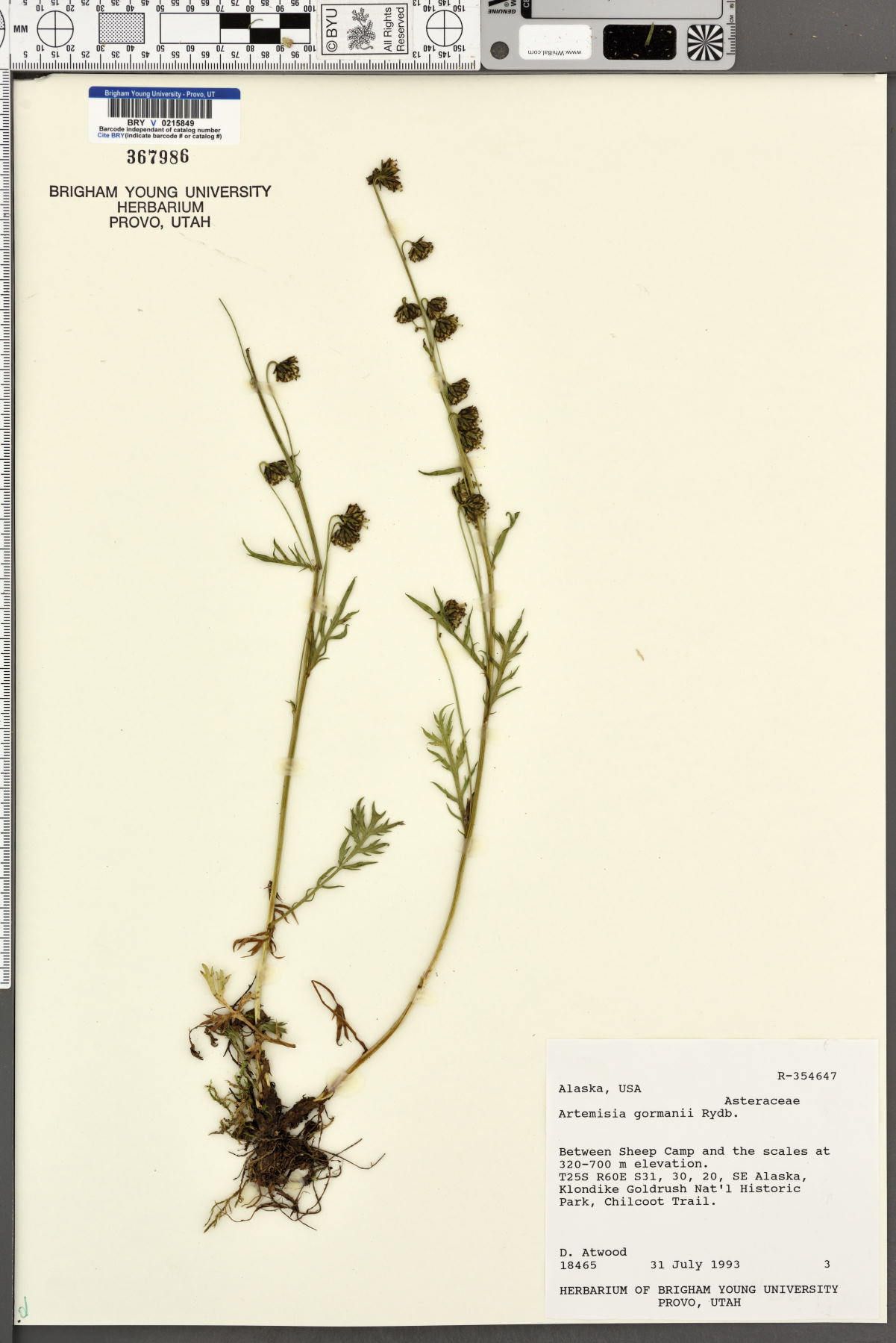 Artemisia gormanii image