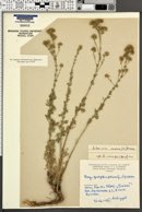 Artemisia incana image