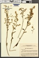 Image of Artemisia lagocephala