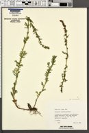 Artemisia ludoviciana subsp. incompta image