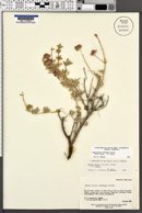Salvia dorrii subsp. dorrii var. dorrii image