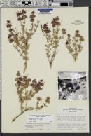 Salvia dorrii subsp. dorrii var. dorrii image