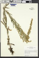 Artemisia ludoviciana subsp. candicans image