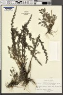 Artemisia maritima image