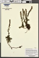 Artemisia michauxiana image