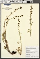 Artemisia norvegica var. piceetorum image