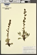Artemisia norvegica var. piceetorum image