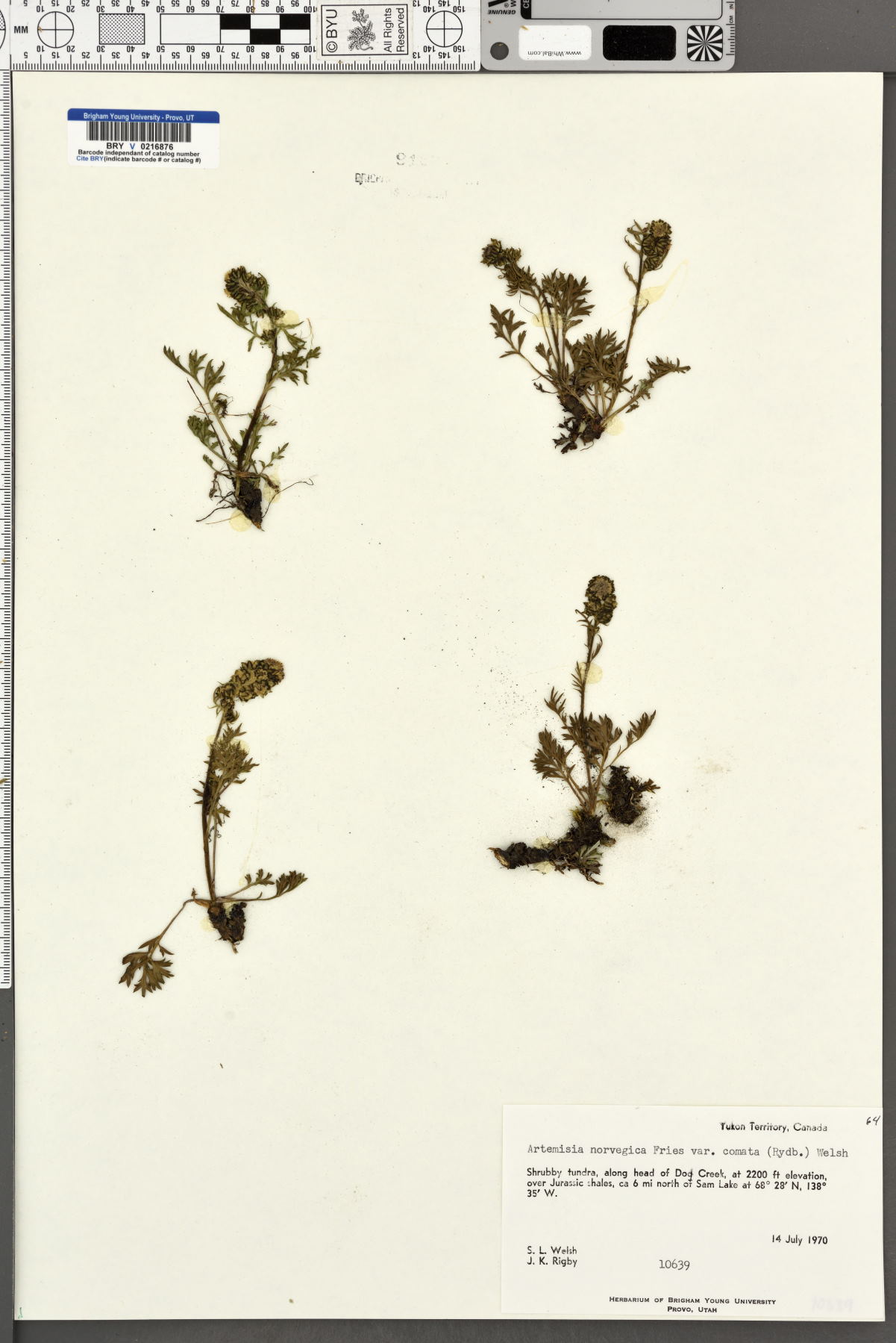 Artemisia norvegica var. comata image