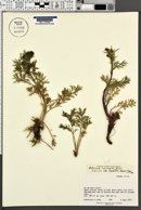 Artemisia norvegica var. saxatilis image