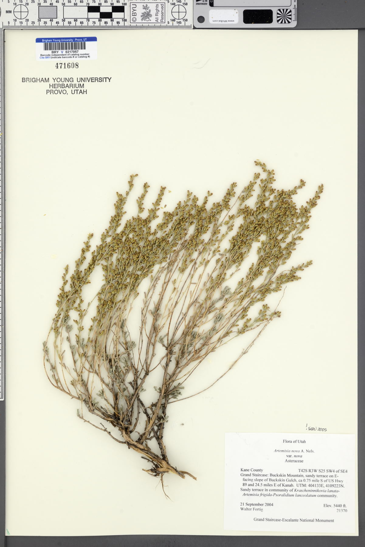 Artemisia nova var. nova image