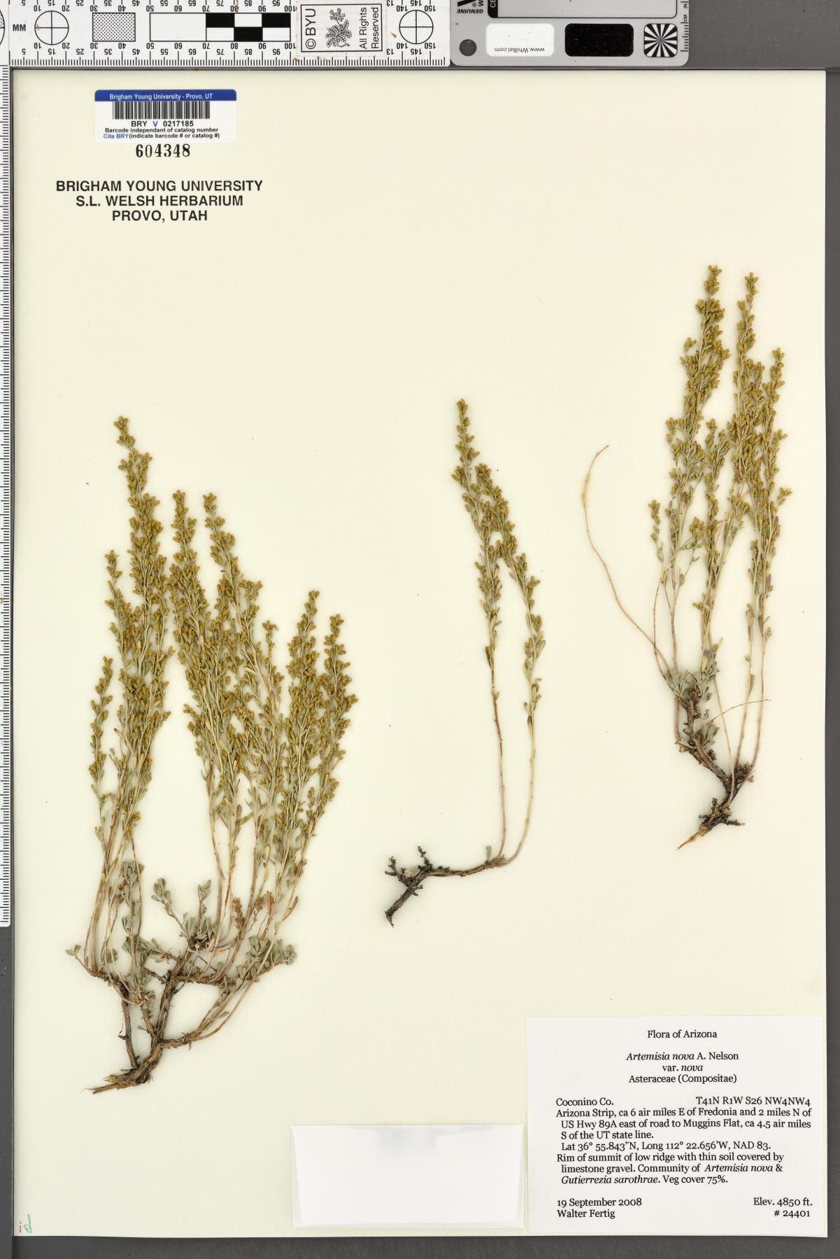 Artemisia nova var. nova image