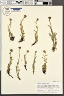 Artemisia pattersonii image