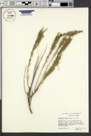 Artemisia rigida image