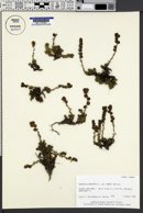 Artemisia rupestris image