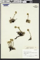 Image of Artemisia senjavinensis