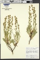 Artemisia spiciformis image