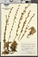 Artemisia splendens image