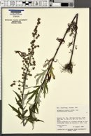 Artemisia tilesii var. tilesii image