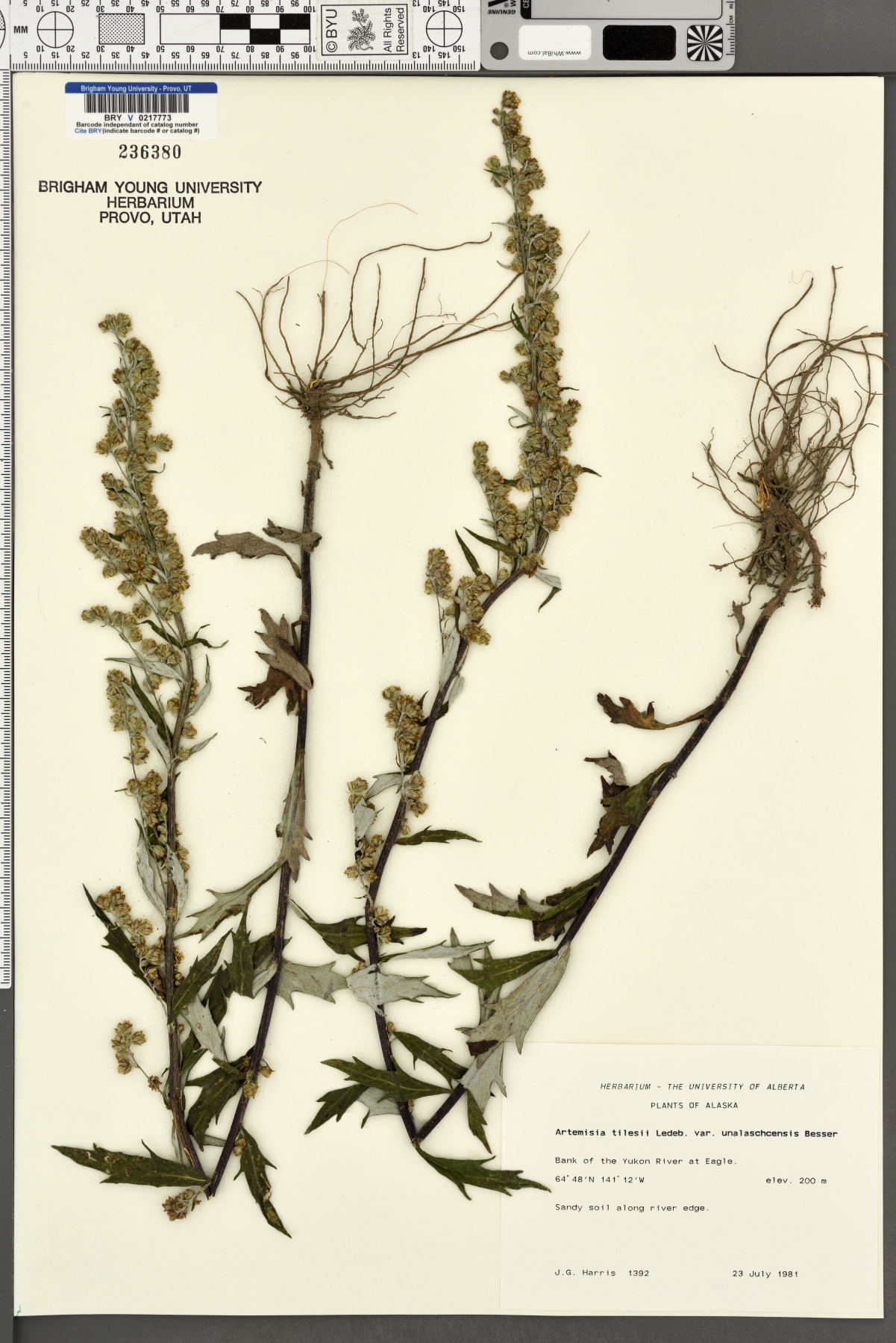 Artemisia tilesii subsp. unalaschcensis image