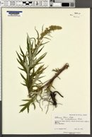 Artemisia tilesii subsp. unalaschcensis image