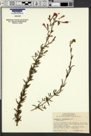 Epilobium canum subsp. angustifolium image