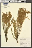 Artemisia tridentata subsp. wyomingensis image