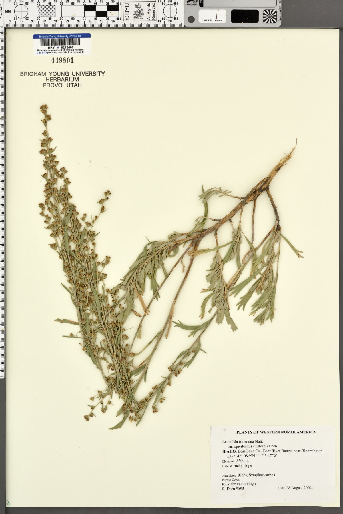 Artemisia tridentata var. spiciformis image