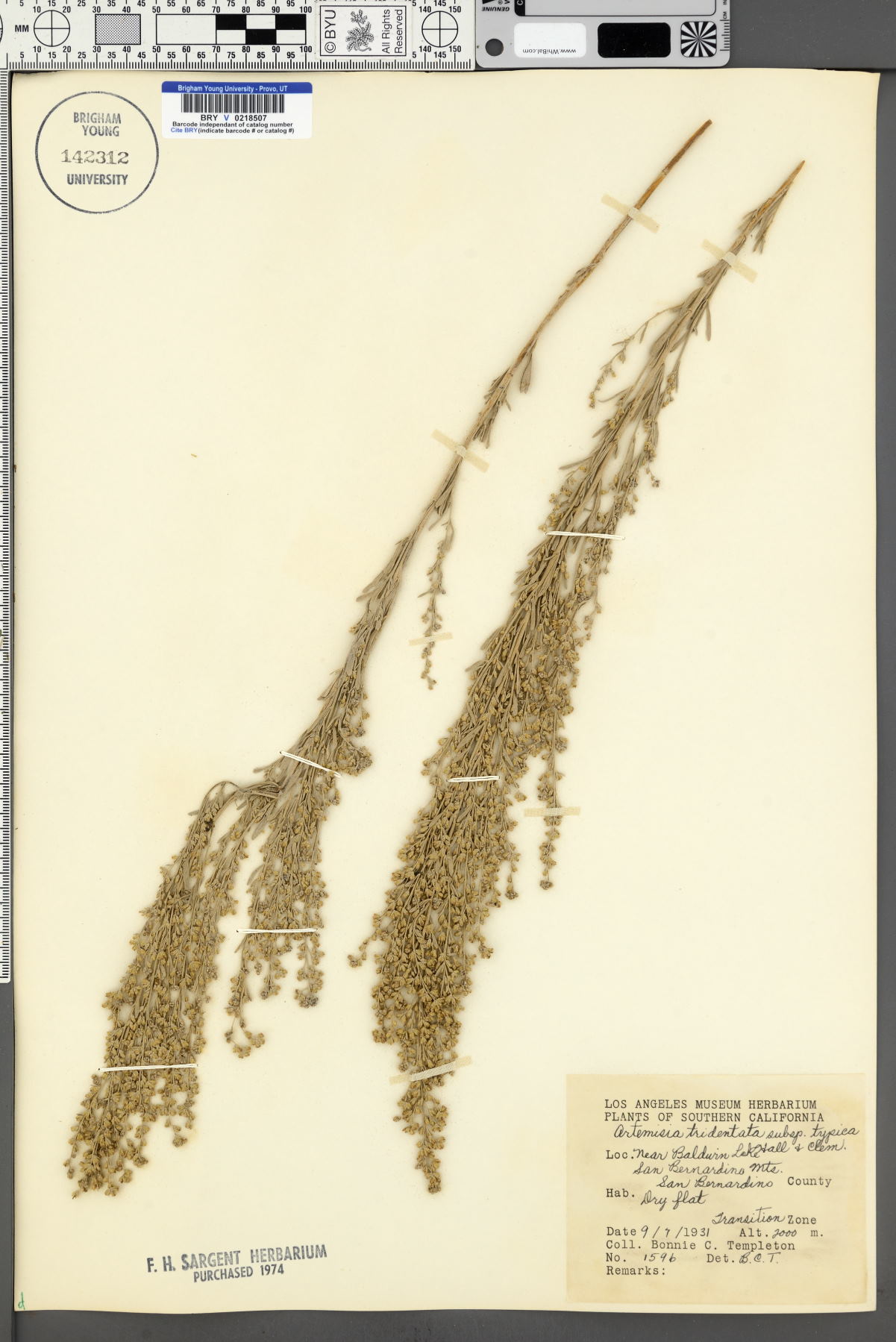 Artemisia tridentata subsp. typica image
