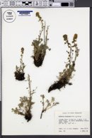 Artemisia trifurcata image