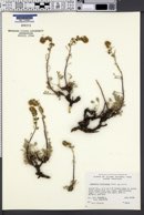 Artemisia trifurcata image