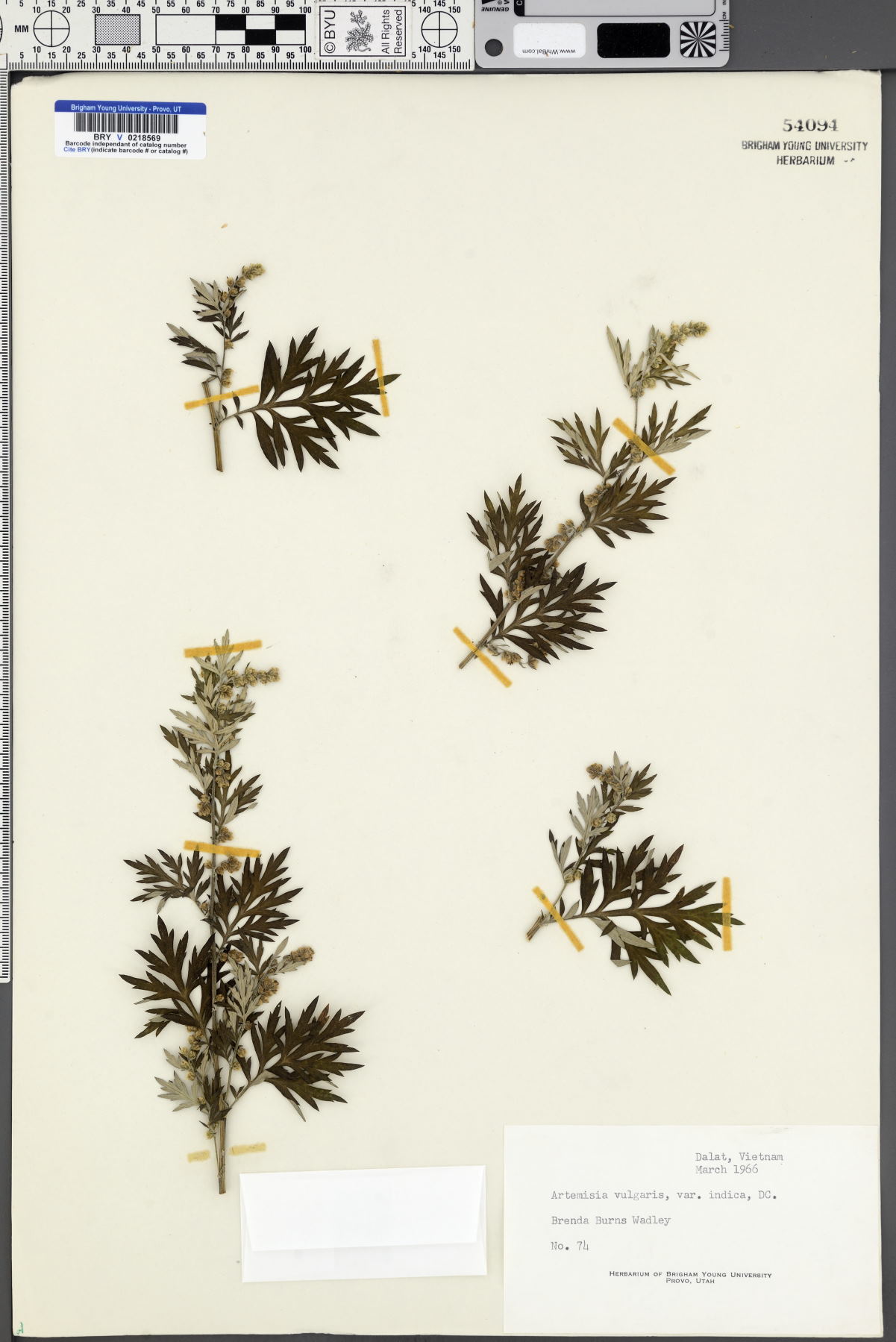 Artemisia vulgaris var. indica image