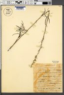 Artemisia wrightii image