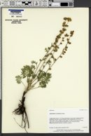 Image of Artemisia laciniata