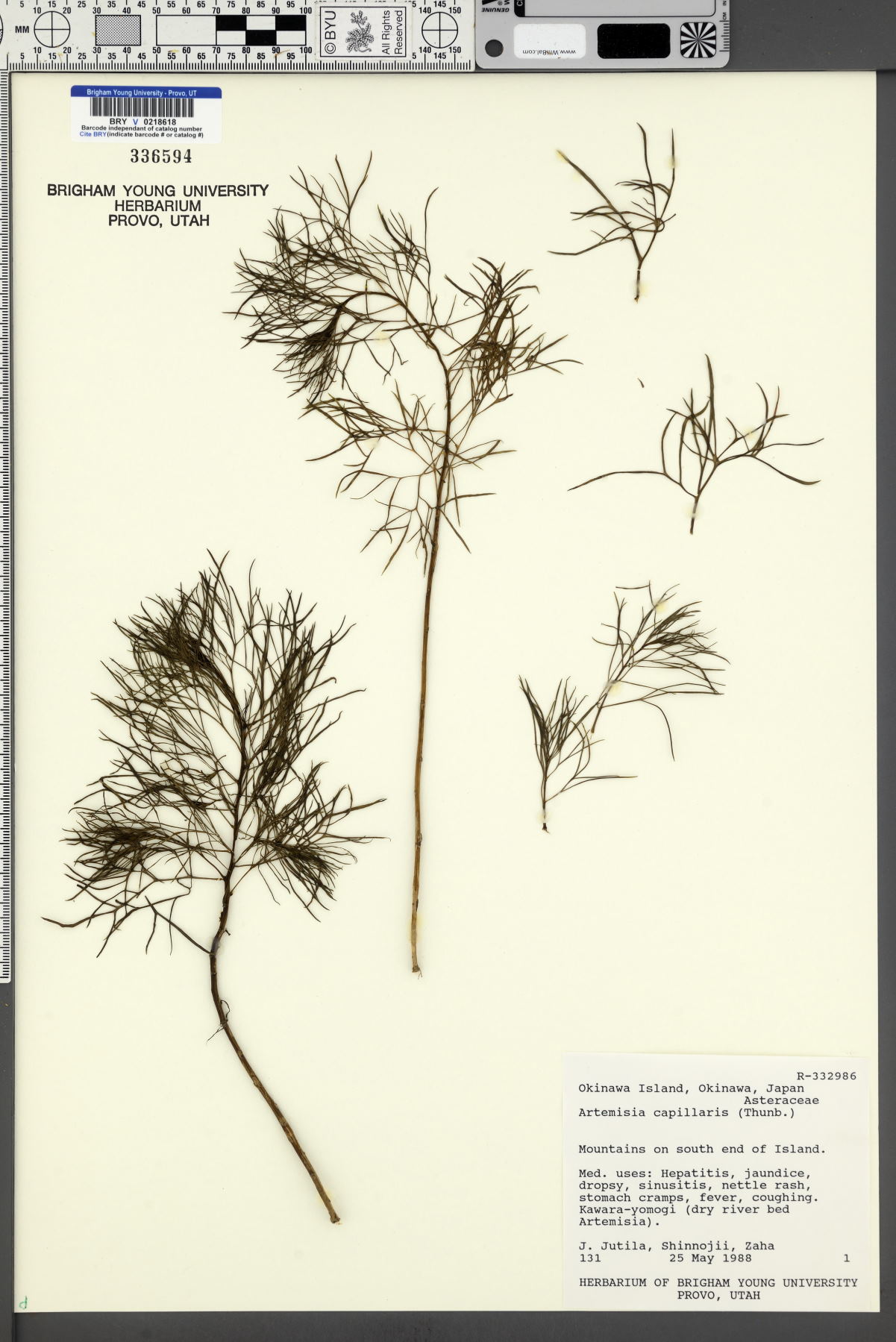 Artemisia capillaris image