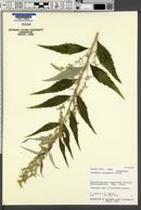 Artemisia monophylla image