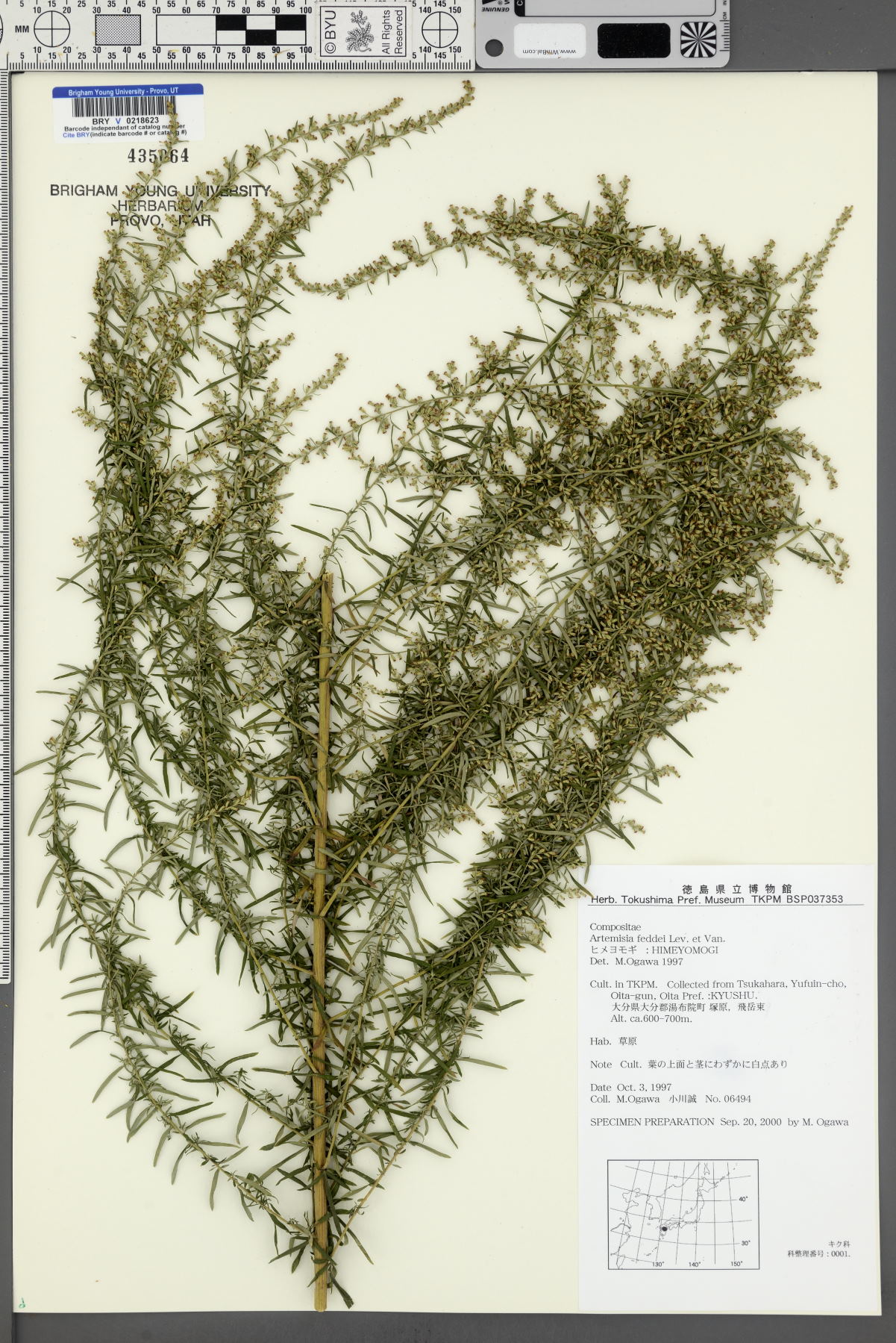 Artemisia lancea image