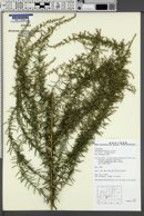 Image of Artemisia lancea