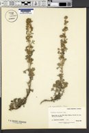 Artemisia lagocephala image