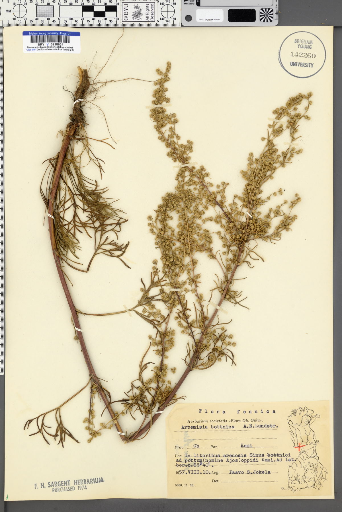 Artemisia bottnica image