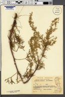 Image of Artemisia bottnica
