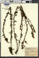 Image of Artemisia austriaca