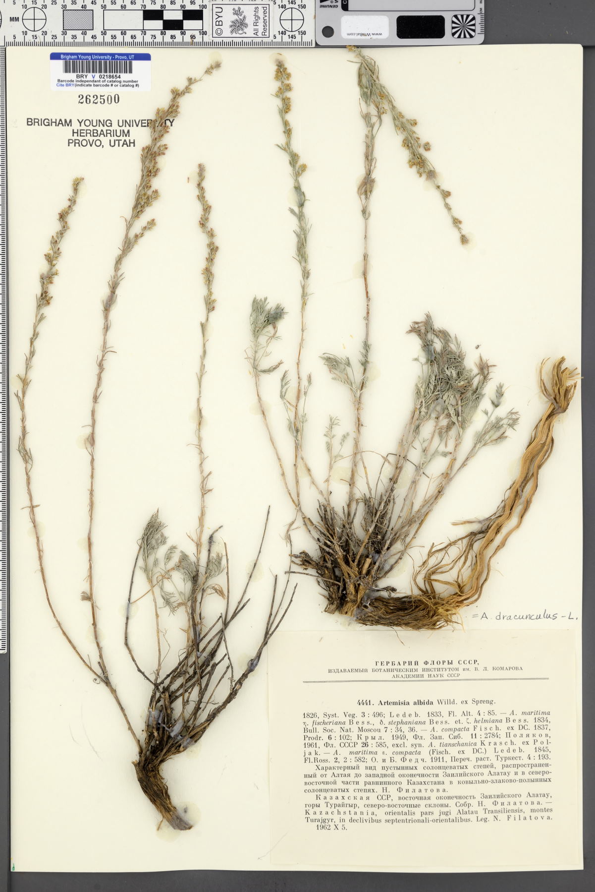 Artemisia albida image