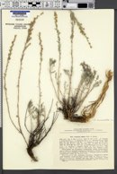 Artemisia albida image