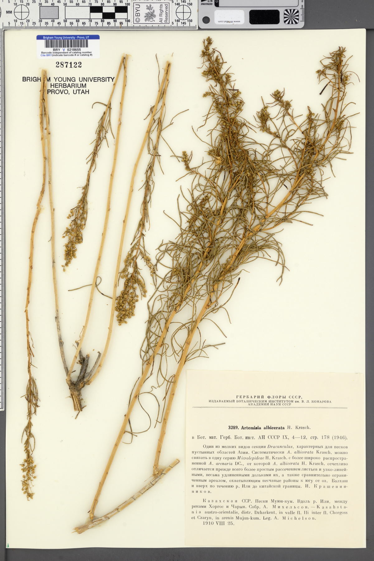 Artemisia albicerata image