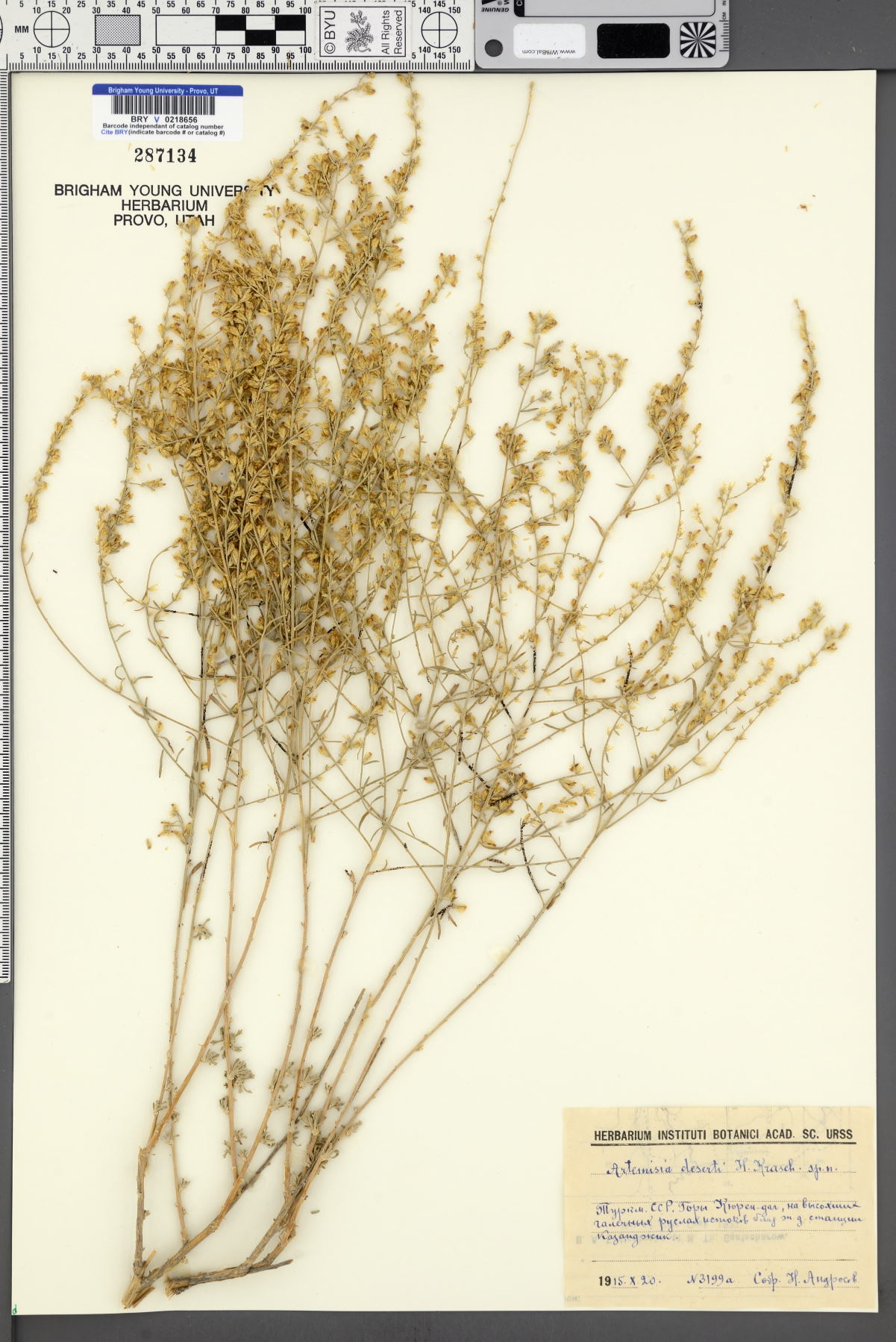 Artemisia deserti image