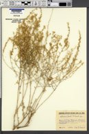 Image of Artemisia deserti