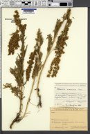 Image of Artemisia armeniaca
