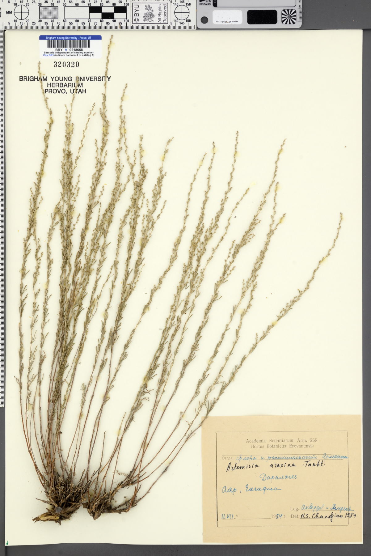 Artemisia araxina image