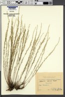 Image of Artemisia araxina