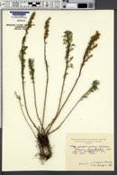 Image of Artemisia chamaemelifolia